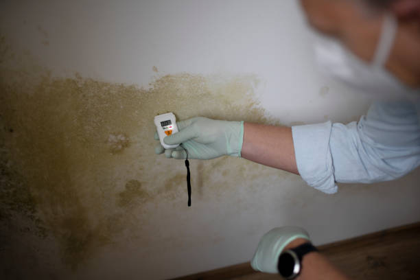 Best Insurance-Related Mold Remediation in Weed, CA